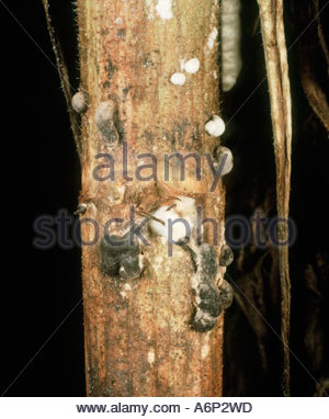Stem rot Sclerotinia sclerotiorum sclerotia mycelium on cucumber stem ...
