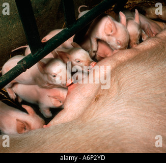 Piglets from a large white sow in a farrowing crate suckling on her teats Stock Photo