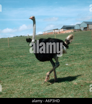 An adult male ostrich on a Devon farm Stock Photo