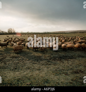 A flock of Swaledale ewes grazing on short frosty grass in the early morning Stock Photo