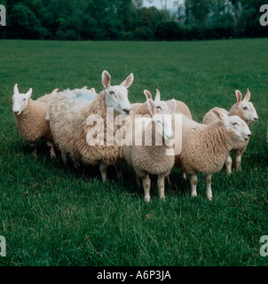 Border Leicester ewe and ewe lambs on Herefordshire pasture Stock Photo