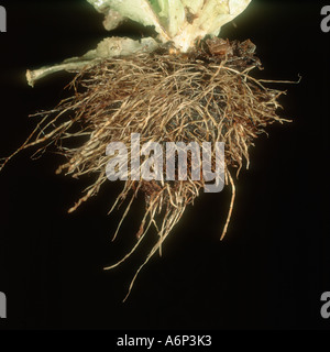 Corky root disease Pyrenochaeta sp affecting lettuce plant roots Stock Photo