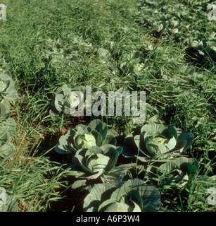 Couch or twitch grass Agropyron repens in mature cabbage crop Stock Photo