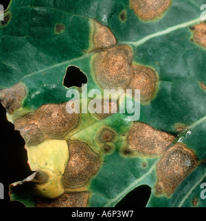 Brassica ringspot Mycosphaerella brassicicola lesions on cabbage leaf Stock Photo