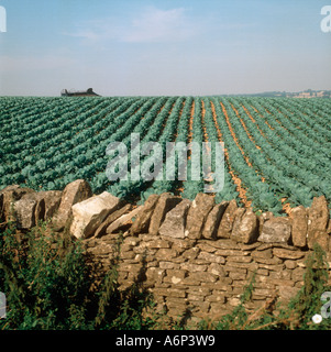 Rows of an immature brussel sprout crop bordered by a Cotswold Stone wall Stock Photo