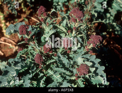 Early crop of purple sprouting broccoli spears ready for harvest in Cornwall Stock Photo