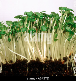 Cress seedlings used in sandwiches at this size Stock Photo