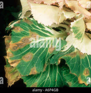 Ring spot Mycosphaerella brassicicola lesions on ornamental cabbage leaves Stock Photo