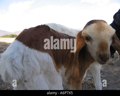 Malambo district in the Ngorongoro Crater of Tanzania. Young goats. Stock Photo