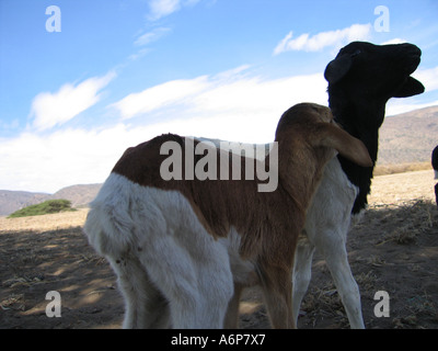 Malambo district in the Ngorongoro Crater of Tanzania. Young goats. Stock Photo