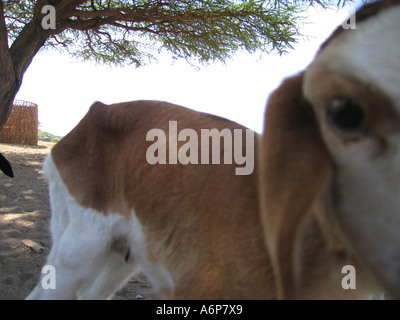 Malambo district in the Ngorongoro Crater of Tanzania. Young goats. Stock Photo