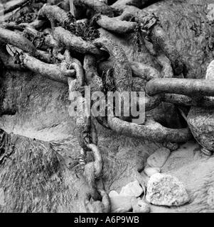 Chains for anchoring the fishing fleet in Newquay harbour Cornwall UK are visible at low tide Stock Photo