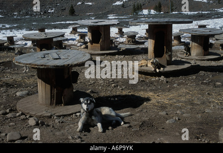 Jackson Hole Iditarod sled dog team  Great Tuton National Park Wyoming USA  - Huskies in their kennels made from old cable reels Stock Photo