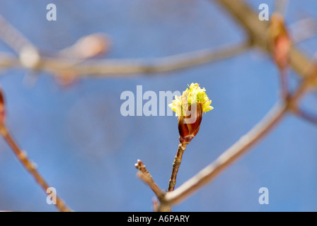 buds of a unknown maple tree in April Stock Photo