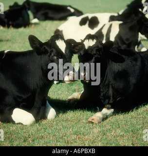 Two Hostein Friesian dairy cows lying down on a summer pasture Stock Photo