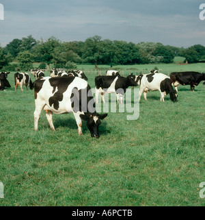 Holstein Friesian dairy cows on summer grass pasture Stock Photo