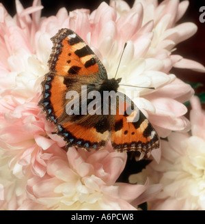 Small Tortoiseshell Butterfly Aglais urticae on flower Stock Photo