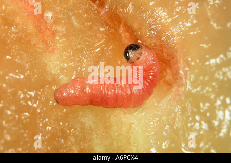 Red plum maggot Grapholita funebrana caterpillar in damaged plum fruit Stock Photo