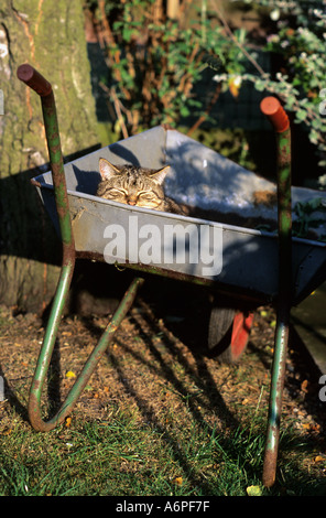tabby cat asleep in wheelbarrow in garden uk Stock Photo