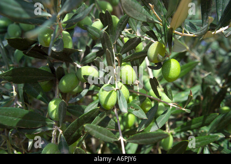 Close up of olive tree growing in Saint Catherine's Monastery in