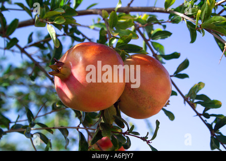 Two pomegranates growing on a tree with blue sky in background Stock Photo