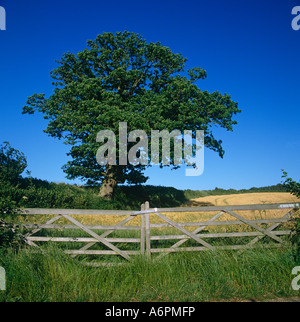 Oak Tree In Field With Gate Surrey UK Europe Stock Photo