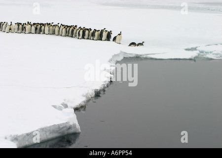 Emperor Penguins prepare to dive off the ice shelf, Halley Bay, Weddell Sea, Antarctica Stock Photo