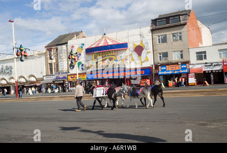 Donkeys on the promenade,Blackpool,Lancashire,England Stock Photo