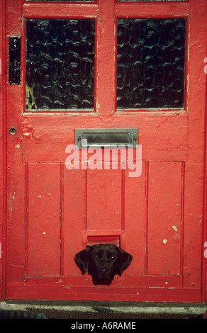 Black dog with head through cat flap in red door. Stock Photo