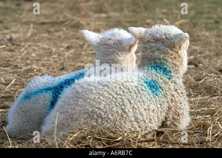 Two lambs rest on straw CREDIT LIGHTWORKS MEDIA ALAMY Stock Photo