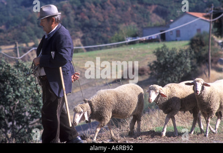 Shepherd leading his sheep near the Pollino National Park in Basilicata Italy Stock Photo