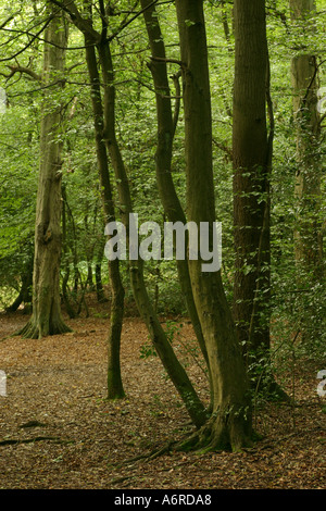 Beech tree Fagus sylvatica woodland Stock Photo