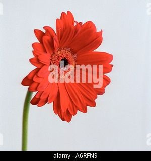 Red Gerbera flower. Stock Photo