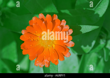 Pot Marigold flower. Stock Photo