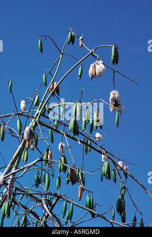 Pods of the Kapok tree (Ceiba pentandra) bursting open, showing raw ...