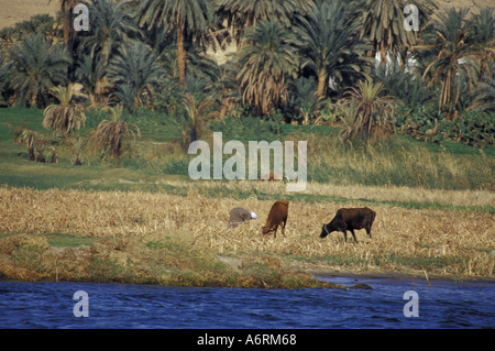 Nile River Egypt Farm Farmer agriculture field old village on the nile ...