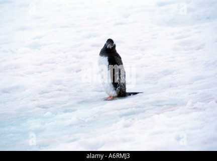 antartic, antartica, ice continent, frozen continent, southern hemisphere, polar, Stock Photo