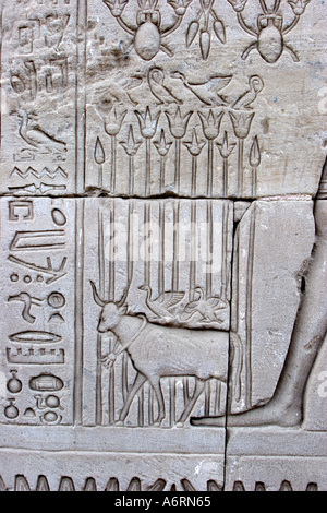 Temple of Denderah, Queen Cleopatra: human figures and hieroglyphics carved in the stone: an ox with birds on the back Stock Photo