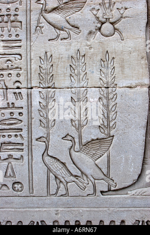 Temple of Denderah, Queen Cleopatra: human figures and hieroglyphics carved in the stone: ducks Stock Photo