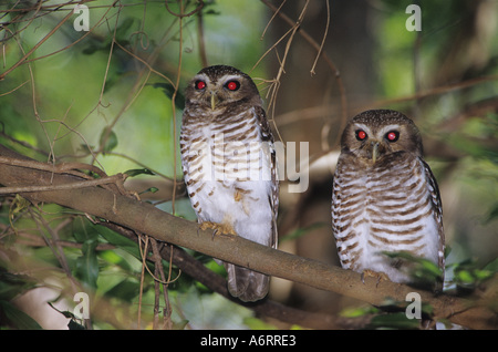 Africa, Madagascar, Reserve of Berenty. A couple of white browed owls, Ninox superciliaris. Stock Photo