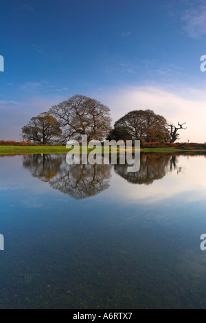 Three ancient oak trees huddle closely on this early winters morning in the New Forest National Park Stock Photo