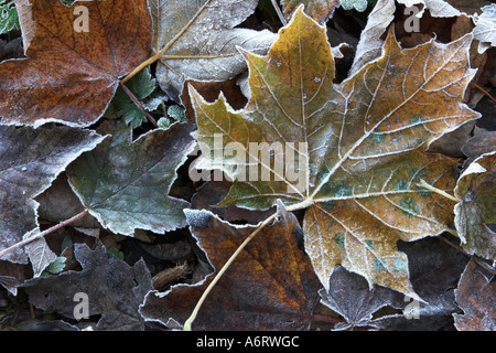 Fallen leaves, frozen by a winters frost Stock Photo