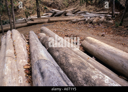 Teak logs (tectonis grandis) stacked beside the Salween River on the Thailand Burma border. Stock Photo