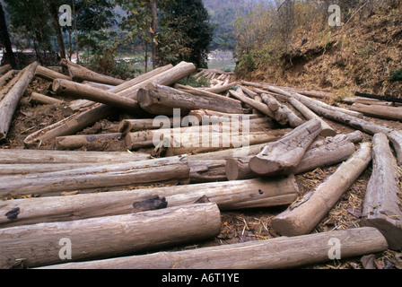 Teak logs (tectonis grandis) stacked beside the Salween River on the Thailand Burma border. Stock Photo