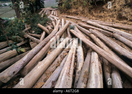 Teak logs (tectonis grandis) stacked beside the Salween River on the Thailand Burma border. Stock Photo