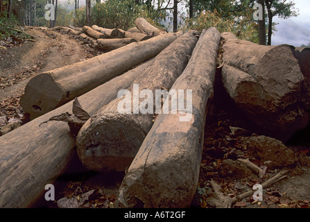 Teak logs (tectonis grandis) stacked beside the Salween River on the Thailand Burma border. Stock Photo