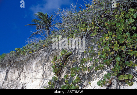 A Palm tree in Tulum on the east coast of the Yucatan Penninsula, Quintana Roo, Mexico. Stock Photo