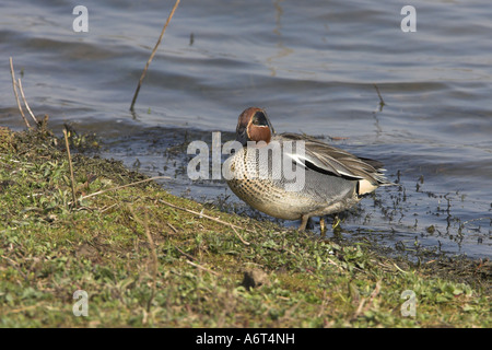 Common Teal Anas crecca male in breeding plumage standing on bank, RSPB Old Moor Wetland Centre, South Yorkshire, England Stock Photo