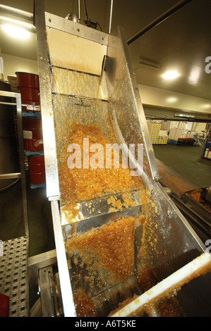 Processing sugared ginger in factory Buderim Yandina Queensland Australia Stock Photo