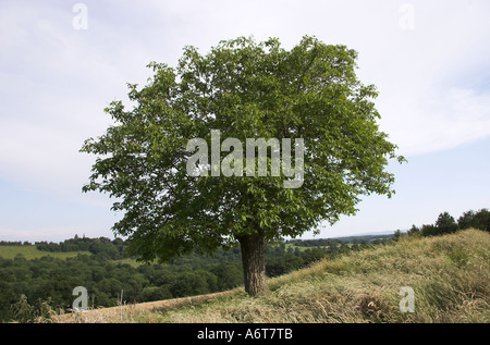 Walnut tree (Juglans regia) Sussex Stock Photo